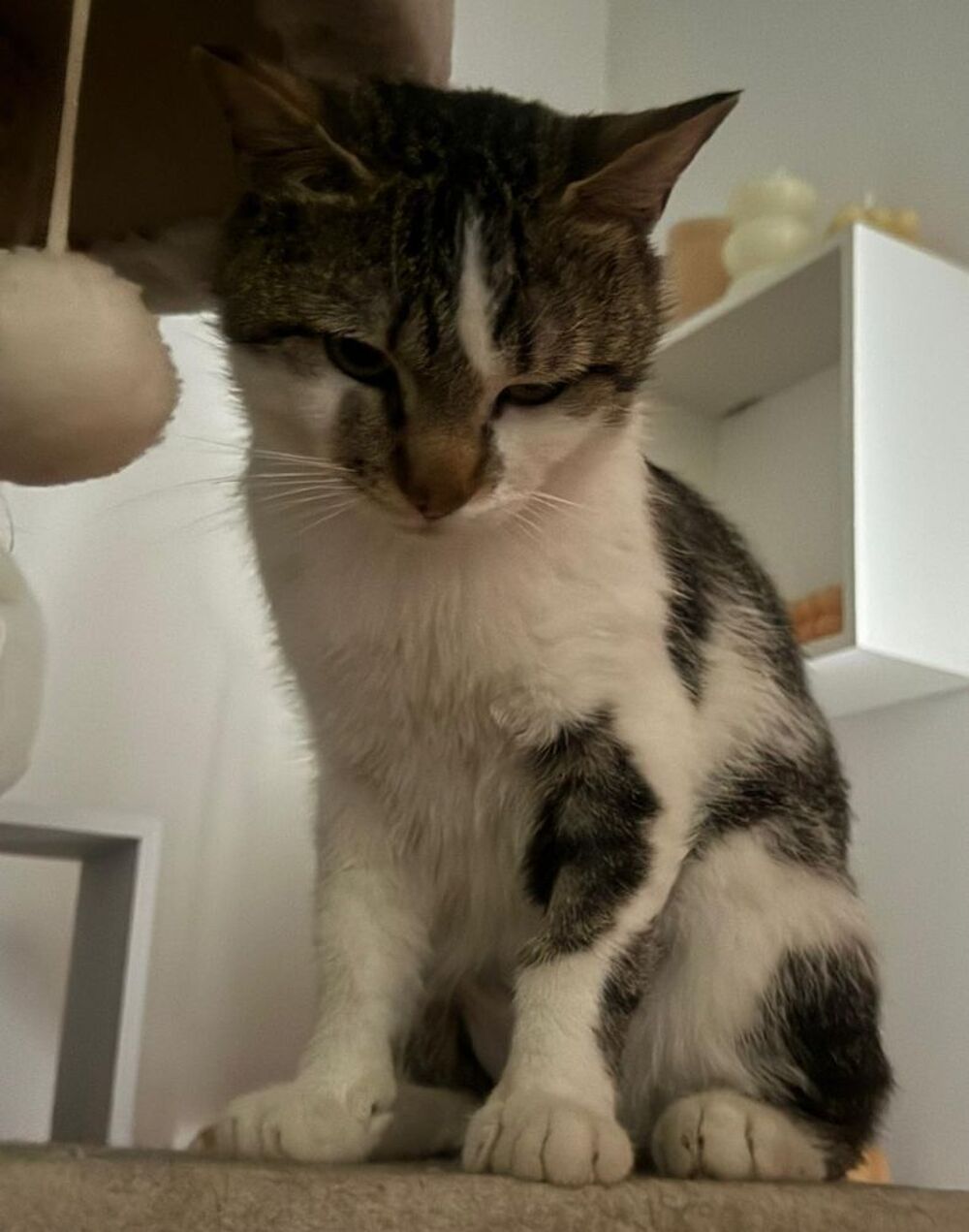   BONAPARTE, chat blanc et tigré 1 an 