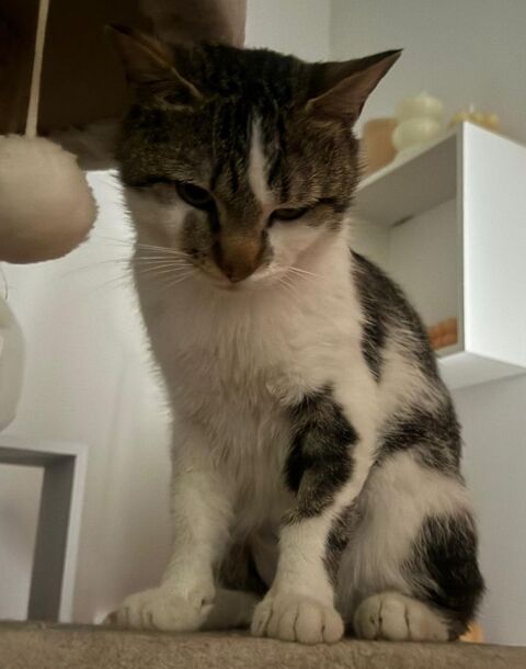 BONAPARTE, chat blanc et tigr&eacute; 1 an 120 34000 Montpellier