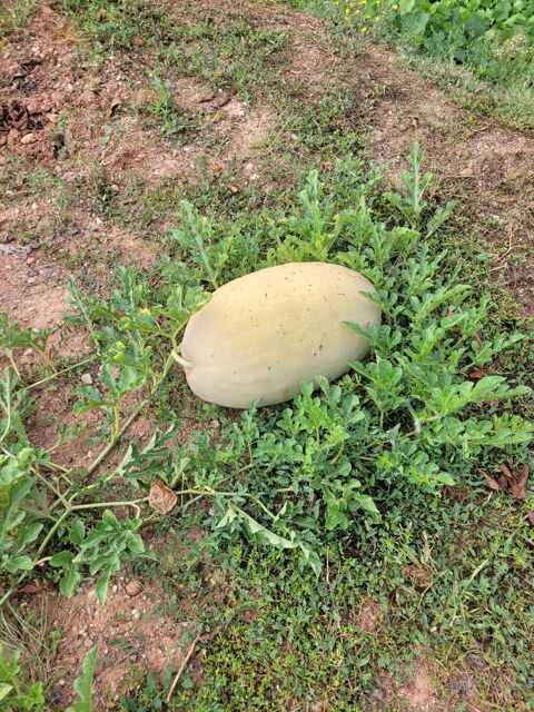 Past�ques 1 R�almont (81)