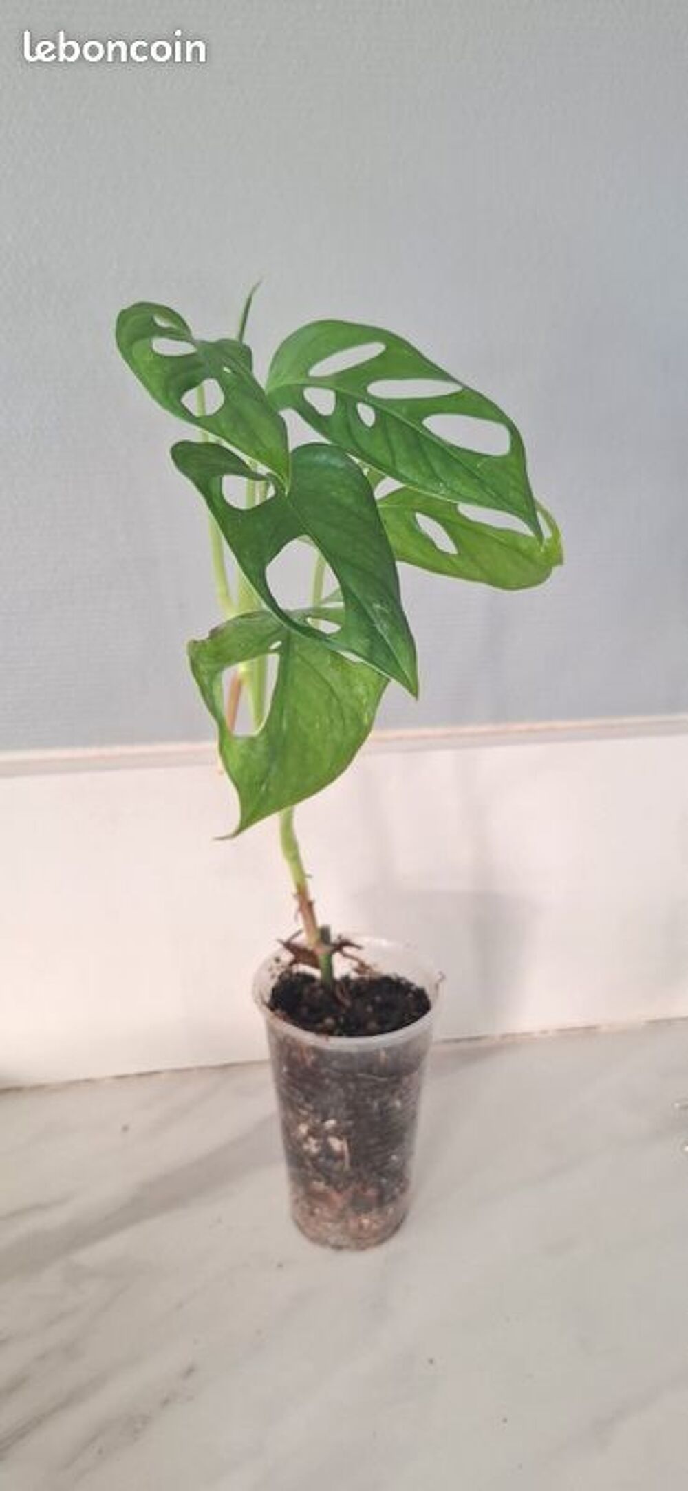 Monstera adansonii bouture 72 Décoration