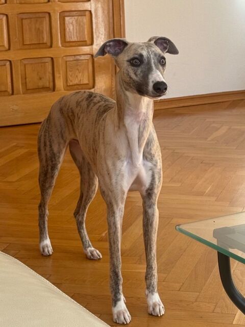 Krysys est &agrave; l'adoption! 0 34000 Montpellier