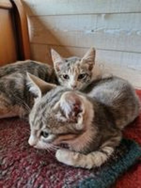   un joli CHATON et sa soeur à adopter, un seul ou les deux 