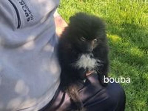   Chiot mâle spitz allemand  