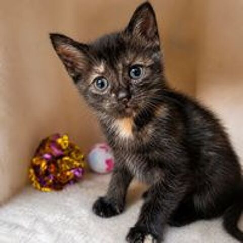   Chaton ARYA 