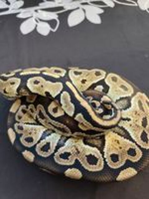   Python royal mâle mocha 
