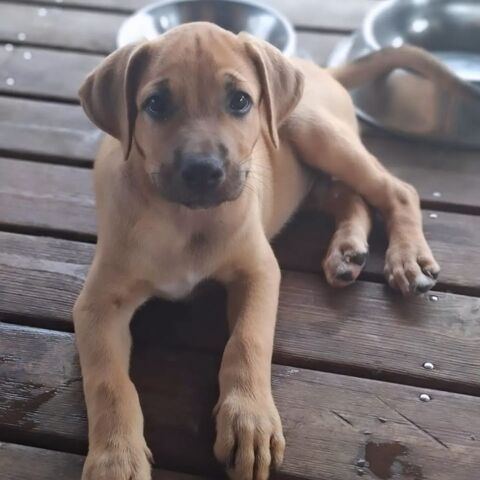 ✨️ DIEGO ✨️ 🐶 290 79000 Bessines