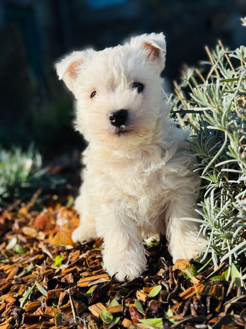 M&acirc;le Westie 900 22260 Saint-clet