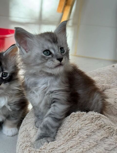Maine coon loof gros gabarits - prestigieuses lignées - non stérilisées 1590 66450 Pollestres