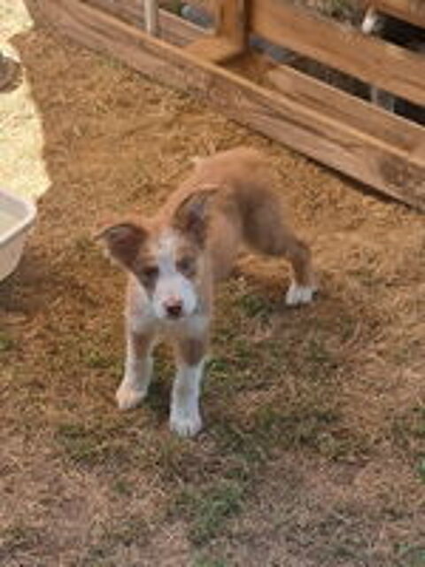   Chiots berger australien non lof  