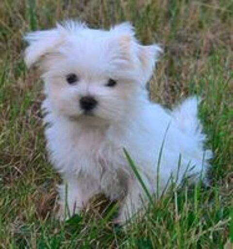   Adorable femelle bichon maltais miniature 