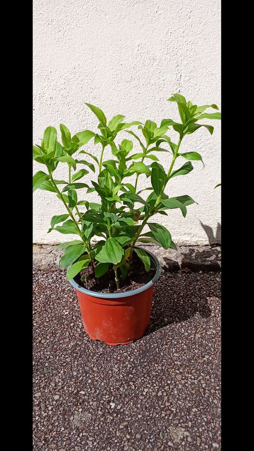 2 pots de SAPONAIRES ROSES (PLANTES A SAVON) Jardin