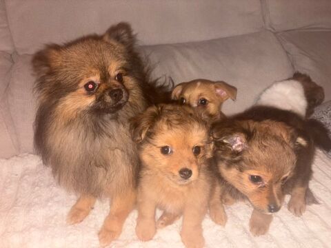 Dons Chiot spitz 0 38120 Saint-grve