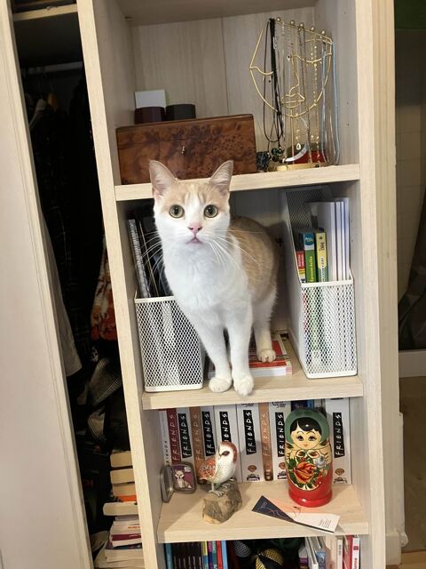 Maya 80 44000 Nantes