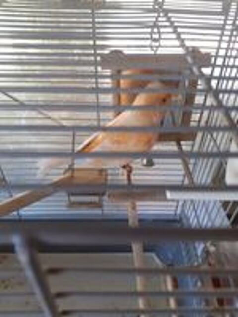   Canari femelle. 