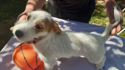 magnifiques m&acirc;les Jack russel terrier 250 36120 Pruniers