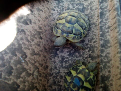 tortues juvéniles 40 34290 Montblanc
