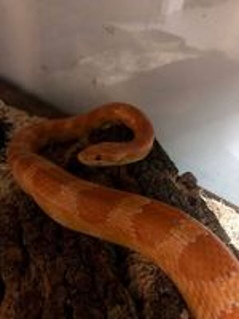   Antropine, serpent des blés à adopter 
