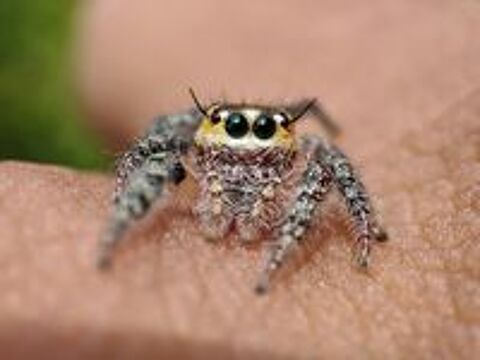   J'aurais à placer des phidippus regius Bahamas
Taille L4
