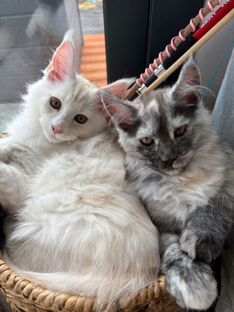 Les lynx de Louna coon
Disponible &agrave; l adoption 
1200 83130 La garde