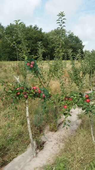 Vente Terrain terrain agricole - de 22900m2 - d'un seul tenant Graulhet