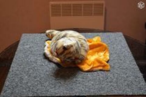 = Petit chat range pyjama et autres vintage 3 M�rignies (59)