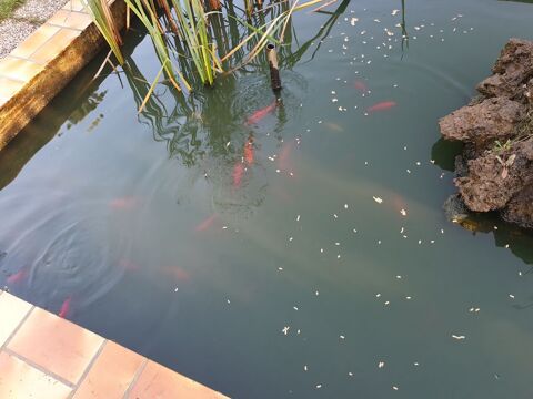 poissons de bassin extérieur 
89400 Bonnard