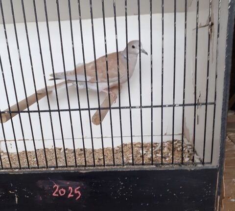 Exotiques bec droit : Tourterelles Rieuses 10 62530 Hersin-coupigny