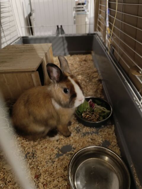 lapin nain femelle 1 an 100 94190 Villeneuve-saint-georges