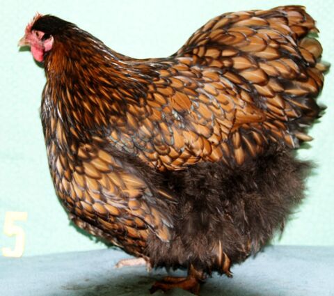 poules ORPINGTON Fauve à lisérés noirs
08090 Montcy-notre-dame
