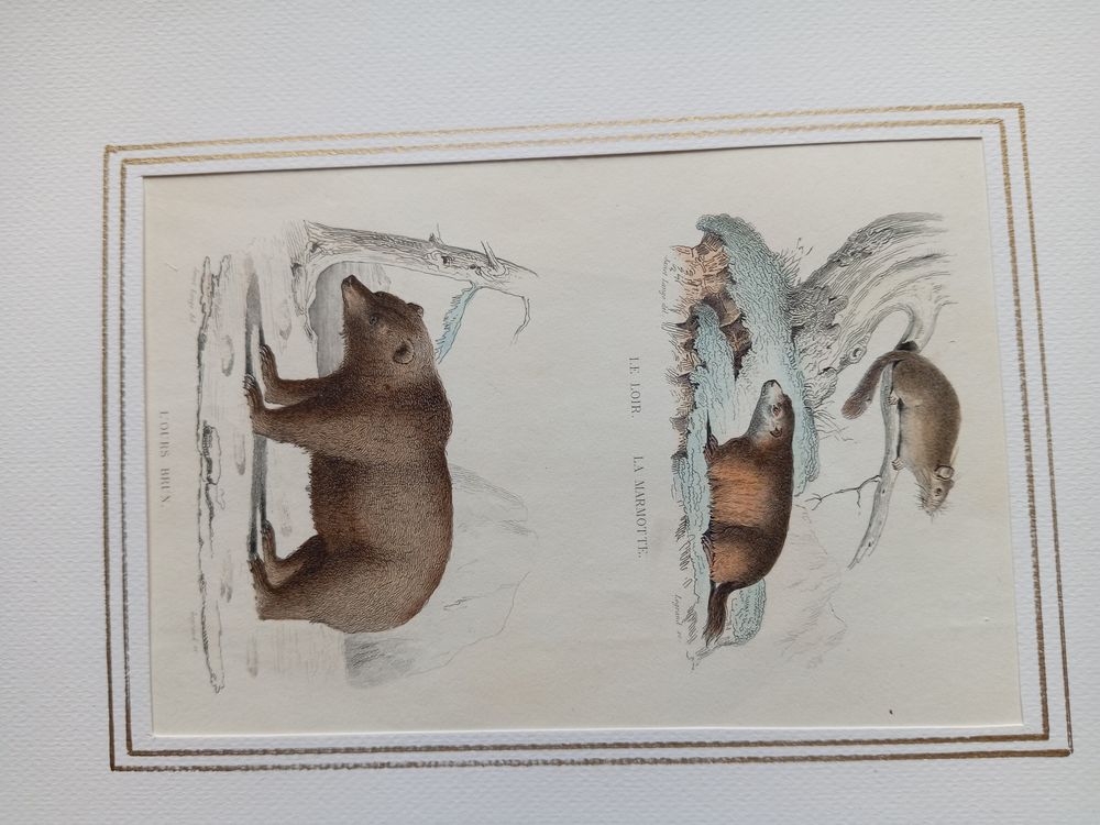  MAMMIFERES 52 GRAVURES ORIGINALES DE BUFFON DE 1839
