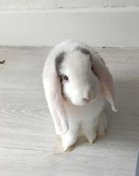 BàBà LAPIN NAIN BàLIER 25 65000 Tarbes