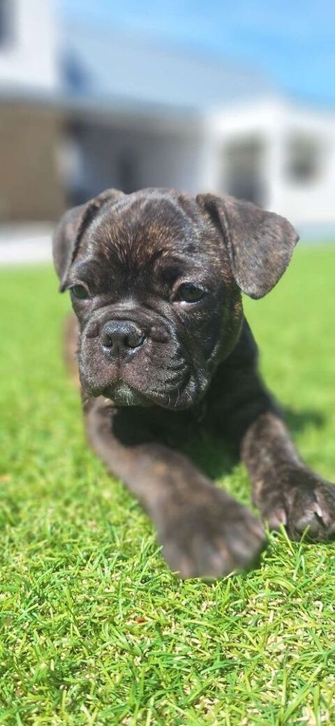 Chiots Bouledogue Fran&ccedil;ais 900 22600 Saint-caradec