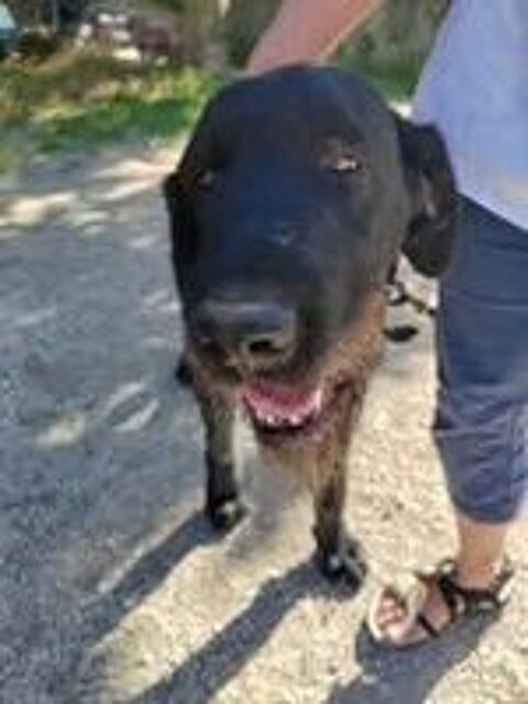   Chien PATOU à l adoption 