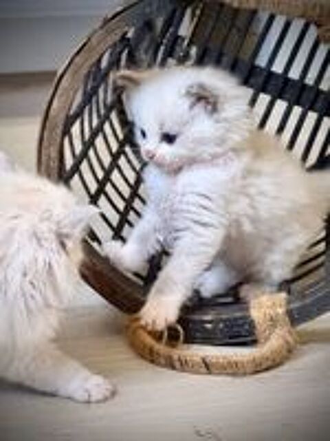   Chatons RAGDOLL 