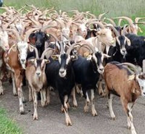   Pour animaux de la ferme:PRÊTE GRATUITEMENT terrain  
