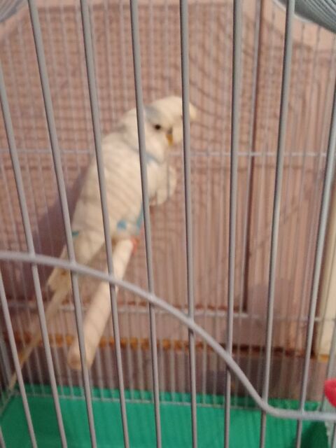 J'ai un couple de perruche 35 75019 Paris