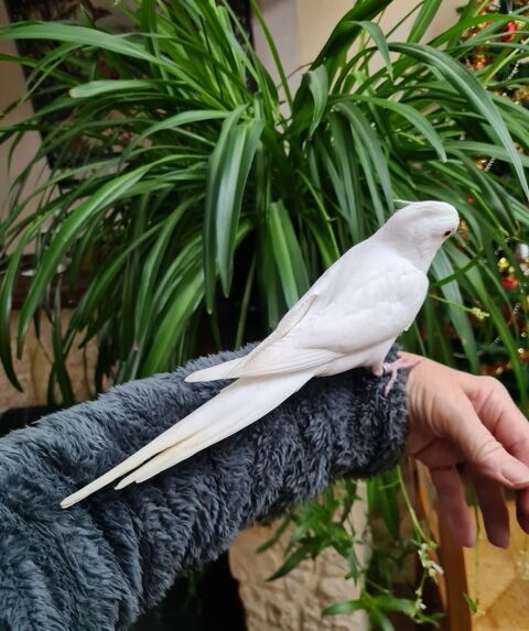 Perruche calopsitte apprivois&eacute;e &agrave; Caudrot 33 100 33490 Caudrot