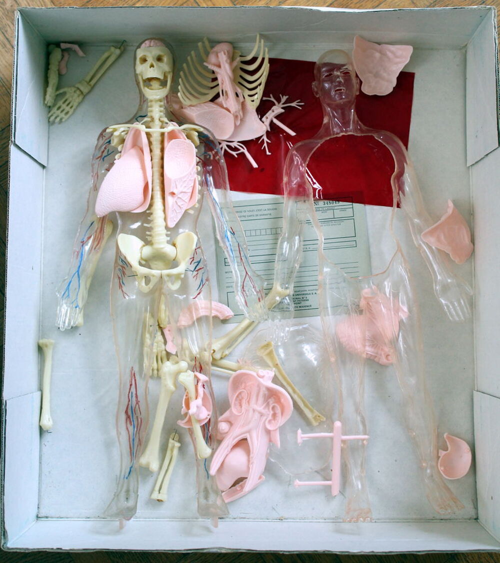 Anatomie 2000 - Coffret d'apprentissage &eacute;ducatif - C&eacute;ji Jeux / jouets