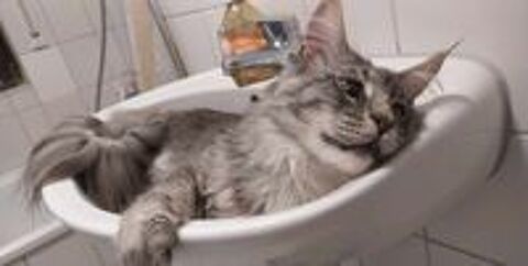   Chat de race ? 750? avec tous ses accessoires 