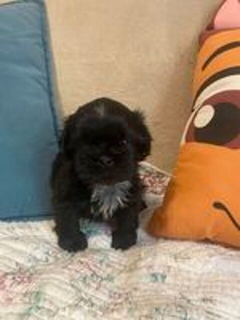  adorables bébés shih tzu 