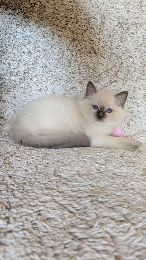 Balder le chaton de l'amour et de la beaut&eacute; 1500 87270 Chaptelat