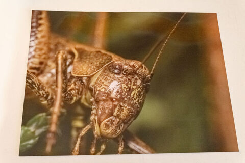 Photographie de sauterelle 01 15 Villerupt (54)