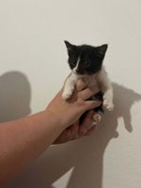  Chat OREO à l adoption 