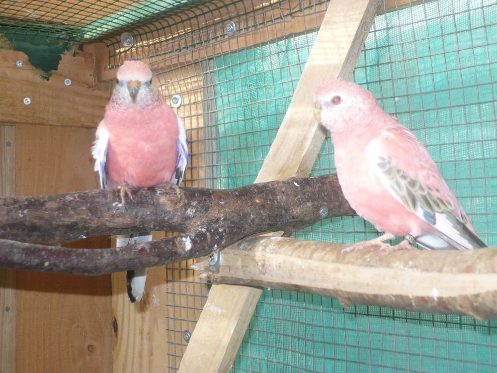   Perruche de Bourke Opaline  