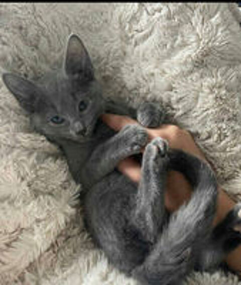   Chatons bleu russe 