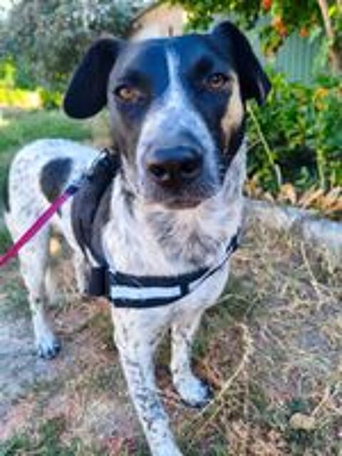   A L'ADOPTION JACK 
