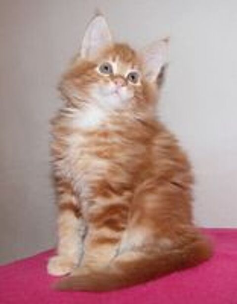   CHATONS MALES MAINE COONS 
