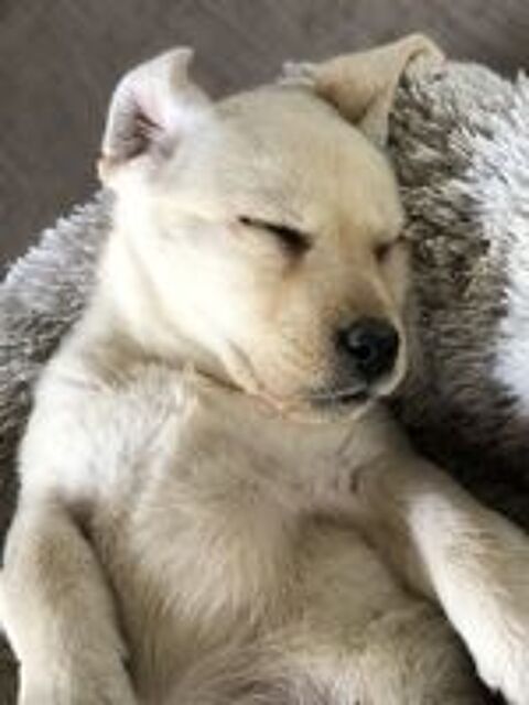   chiots Labrador LOF 