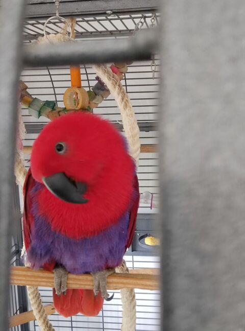 Perroquet Eclectus 800 93160 Noisy-le-grand