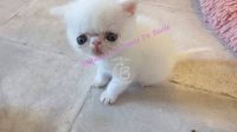   Chatons disponibles 